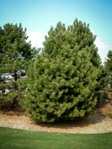 Сосна Чёрная (Pinus Nigra) купить по цене от 270.00р. в интернет-магазине «Посадика» с доставкой почтой в в Приморске и по всей России – [изображение №1].