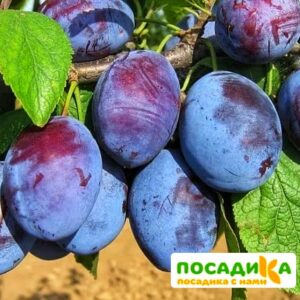 Слива Чачакская ранняя купить по цене от 229.00р. в интернет-магазине «Посадика» с доставкой почтой в в Приморске и по всей России – [изображение №1].