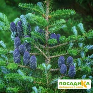 Пихта корейская (Abies koreana) купить по цене от 450.00р. в интернет-магазине «Посадика» с доставкой почтой в в Приморске и по всей России – [изображение №1].