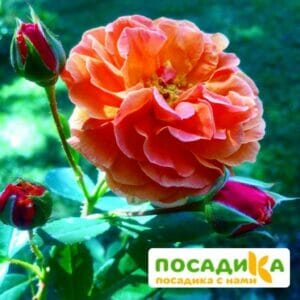 Роза Арабия купить по цене от 350.00р. в интернет-магазине «Посадика» с доставкой почтой в в Приморске и по всей России – [изображение №1].