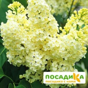 Сирень Примроуз (Primrose) купить по цене от 529.00р. в интернет-магазине «Посадика» с доставкой почтой в в Приморске и по всей России – [изображение №1].