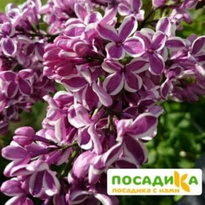 Сирень Сенсация купить по цене от 529.00р. в интернет-магазине «Посадика» с доставкой почтой в в Приморске и по всей России – [изображение №1].