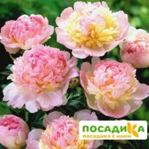 Пион Распберри Сандей (Paeonia Raspberry Sundae) купить по цене от 959р. в интернет-магазине «Посадика» с доставкой почтой в в Приморске и по всей России – [изображение №1].