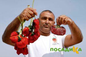 Клубника Гигант Джорнея купить по цене от 266р. в интернет-магазине «Посадика» с доставкой почтой в в Приморске и по всей России – [изображение №1].