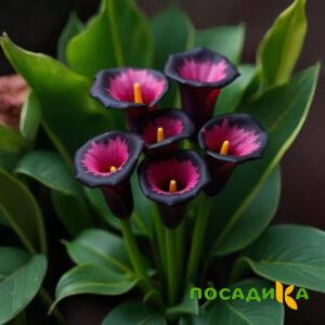 Калла Аура Лейс купить по цене от 400р. в интернет-магазине «Посадика» с доставкой почтой в в Приморске и по всей России – [изображение №1].
