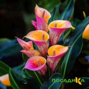 Калла Оникс купить по цене от 450р. в интернет-магазине «Посадика» с доставкой почтой в в Приморске и по всей России – [изображение №1].