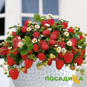 Клубника Рубиновый Шепот (горшечная) купить по цене от 240р. в интернет-магазине «Посадика» с доставкой почтой в в Приморске и по всей России – [изображение №1].