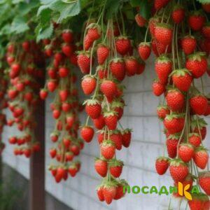 Клубника вьющаяся Комплимент купить по цене от 470р. в интернет-магазине «Посадика» с доставкой почтой в в Приморске и по всей России – [изображение №1].