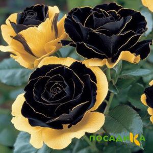 Роза Ханни Сикл купить по цене от 700р. в интернет-магазине «Посадика» с доставкой почтой в в Приморске и по всей России – [изображение №1].