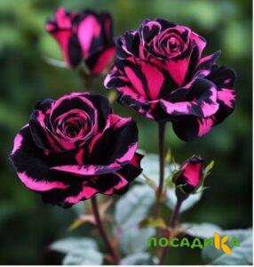 Роза Багровый Шепот купить по цене от 366р. в интернет-магазине «Посадика» с доставкой почтой в в Приморске и по всей России – [изображение №1].