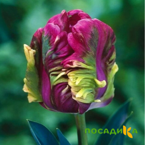 Тюльпан Экзотик Хэвен купить по цене от 186р. в интернет-магазине «Посадика» с доставкой почтой в в Приморске и по всей России – [изображение №1].
